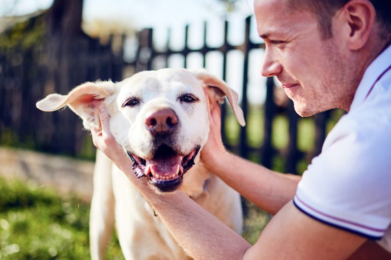 Hospedagem para cães