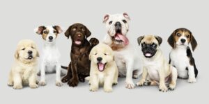 Creche para cães em bento gonlçalves