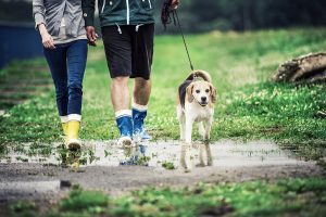 Adestramento de Cães