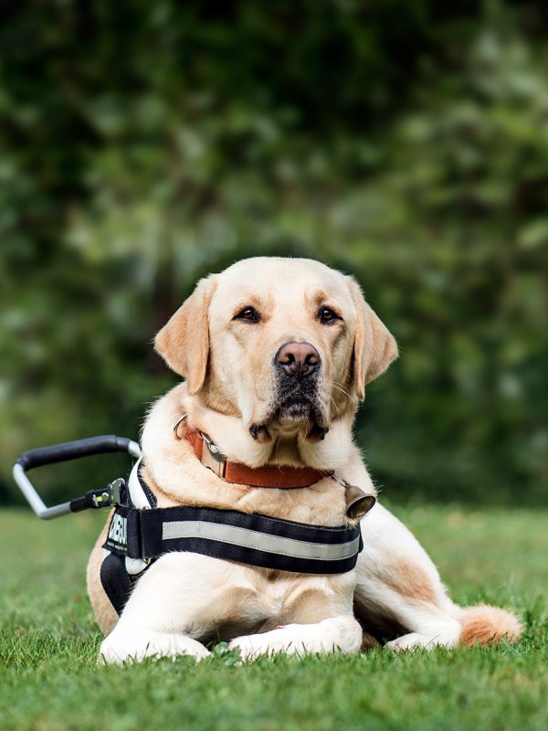 guide-dog-labrador-retriever-2-years-old-in-park-DLG2RME.jpg